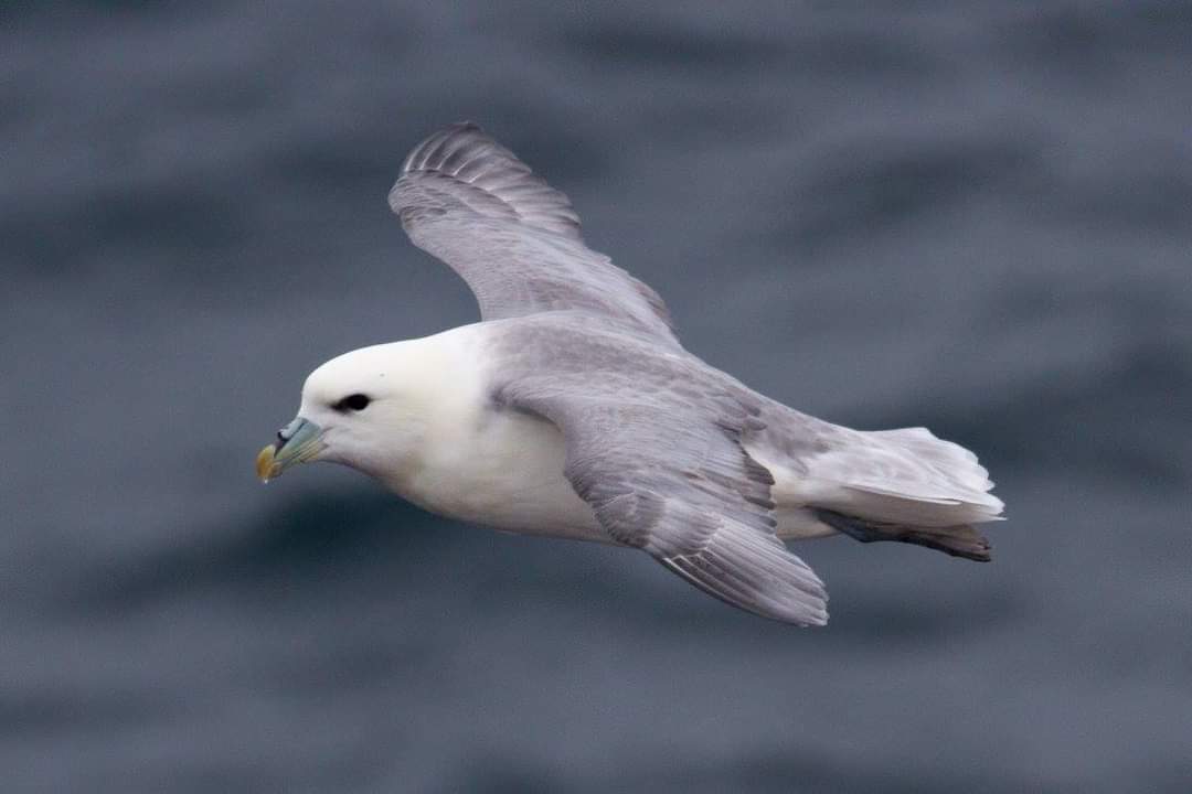 photograph of seabird