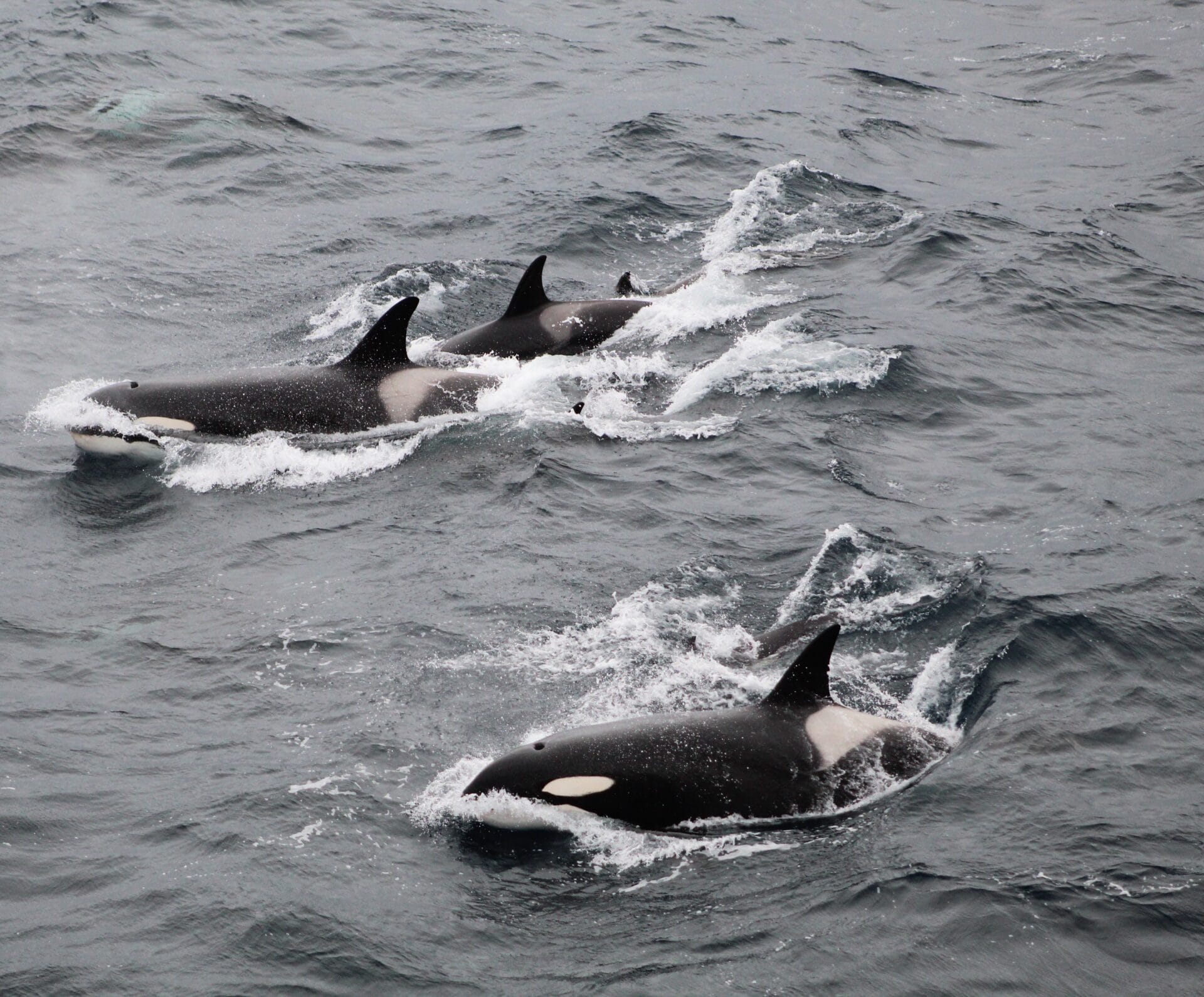 Photograph of Orcas