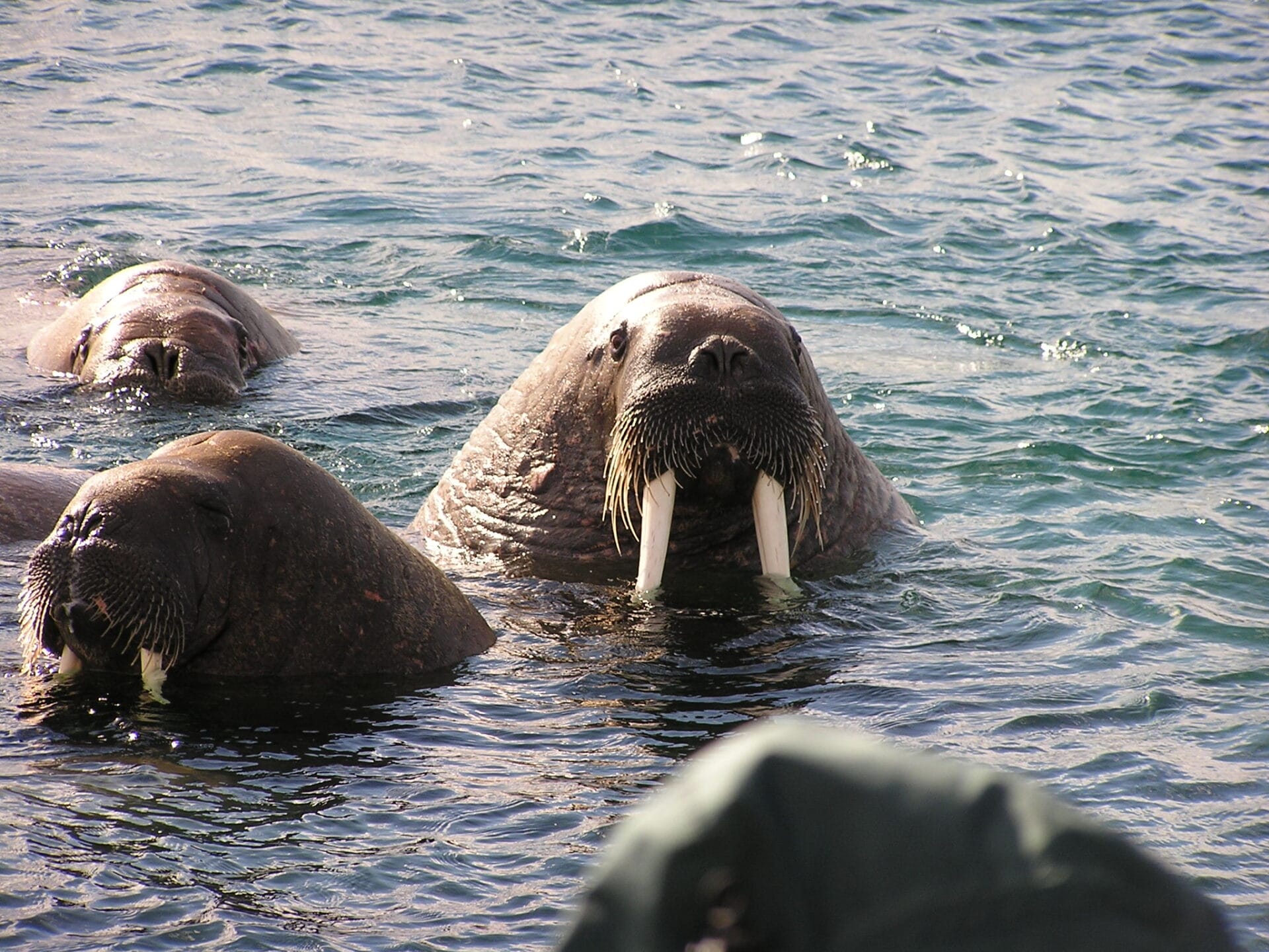 Photograph of Walrus
